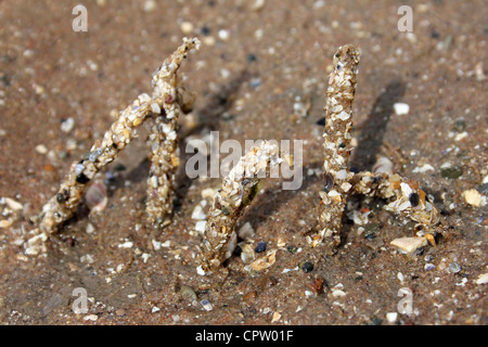 Sand Mason Worm Tubes - Lanice conchilega Stock Photo