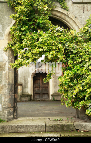 English Ivy, Common Ivy (Hedera helix) growing over churchyard arch, London, UK Stock Photo