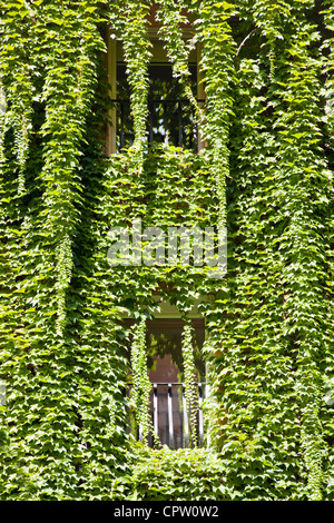 ivy covered facade of a building with french balconies Stock Photo