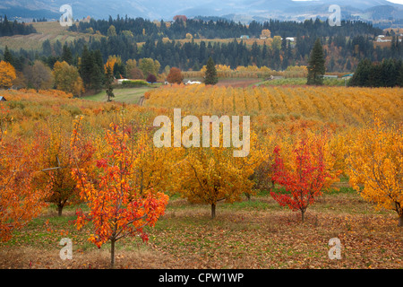 Oregon fruit orchard (Bartlett pear) in bright fall color with farm ridges of the Hood River Valley in the distance Stock Photo