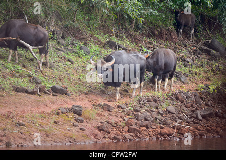 Bull gaur,Periyar tiger reserve ,kerala,India Stock Photo