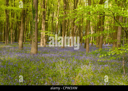 Bluebell Woods Micheldever Hampshire England UK Stock Photo