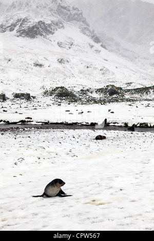 Antarctic fur seal pups in the snow at Fortuna Bay, South Georgia Stock Photo