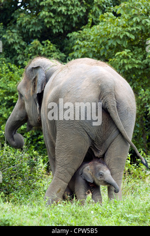 Mother elephant and her baby together in a forest Stock Photo