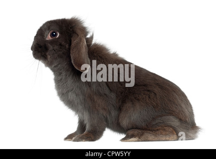 Rabbit sitting against white background Stock Photo