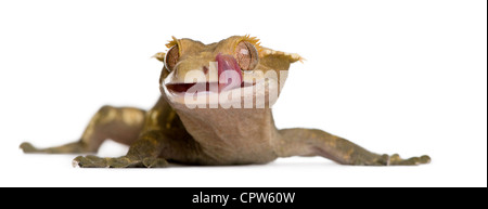 New Caledonian Crested Gecko, Rhacodactylus ciliatus, licking lips against white background Stock Photo