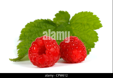 Red raspberries with green leaves on the withe background Stock Photo