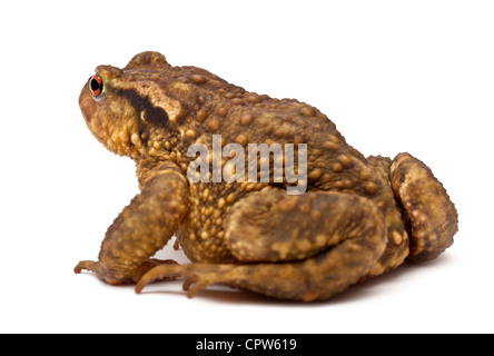 Common toad, Bufo bufo, against white background Stock Photo