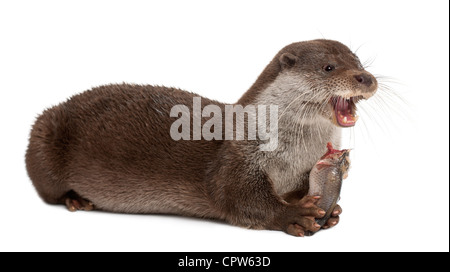 European Otter, Lutra lutra, 6 years old, eating fish against white background Stock Photo