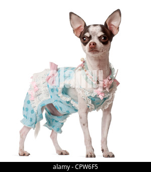 Chihuahua, 10 months old, in dress standing against white background Stock Photo