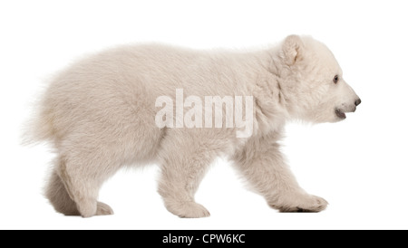 Polar bear cub,  Ursus maritimus, 3 months old, walking against white background Stock Photo