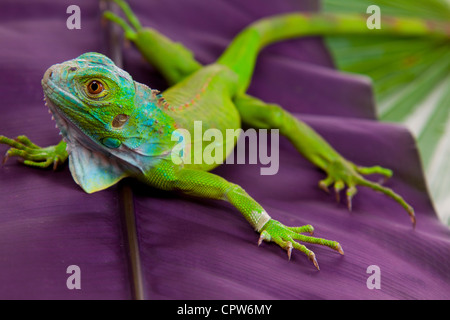Gecko leopard lizzard hi-res stock photography and images - Alamy