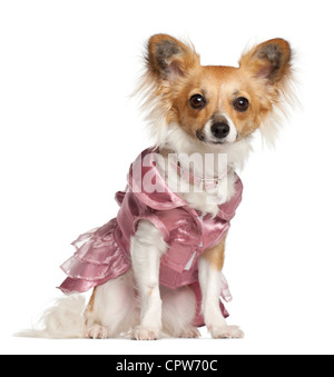 Chihuahua, 10 months old, in dress sitting against white background Stock Photo