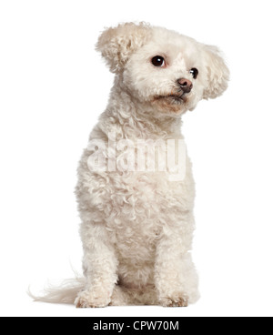 Bichon Frisé, 7 years old, sitting against white background Stock Photo