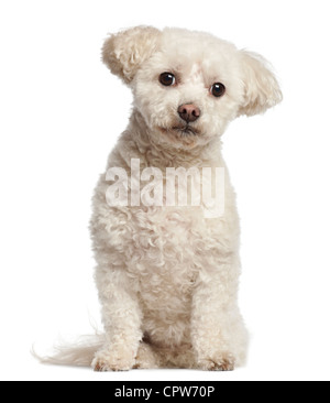 Bichon Frisé, 7 years old, portrait sitting against white background Stock Photo