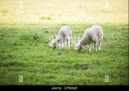 Two young Lambs grazing Stock Photo