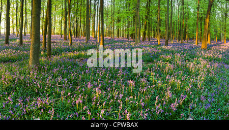 Bluebells in full bloom covering the floor in a carpet of blue in a beautiful beach tree woodland in Hertfordshire, England, UK