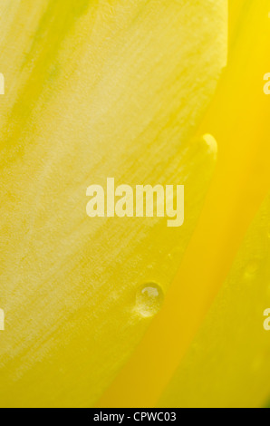 details of bright yellow tulip flower with rain droplets Stock Photo