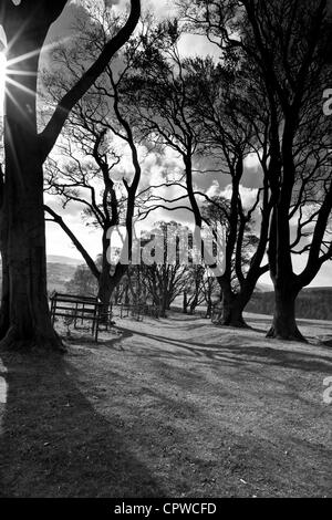 Linley Beeches The Linley Beeches on Linley Hill near Norbury, near Bishop's Castle ...
