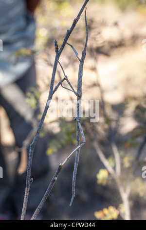 Sippi Insect Pink wing stick insect (Sipyloidea Sipylus), eggs, found in Southeast ...