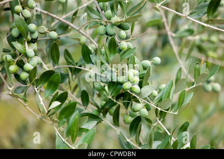 Olive branch on tree in Val D'Orcia, Tuscany, Italy Stock Photo