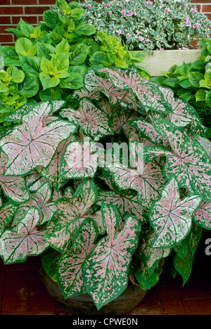 Colorful pink Caladium leaves in planters by front door greet the visitor, Missouri USA Stock Photo