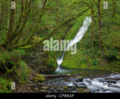 Mount Hood National Forest, OR: Spring flow of Bridal Veil Falls in a moss covered canyon Stock Photo