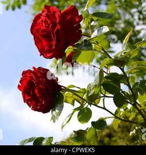 Bright red Roses in the garden on a summers day Stock Photo