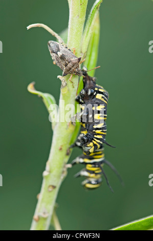 Spined predatory shield bug feeding on monarch butterfly caterpillar Stock Photo