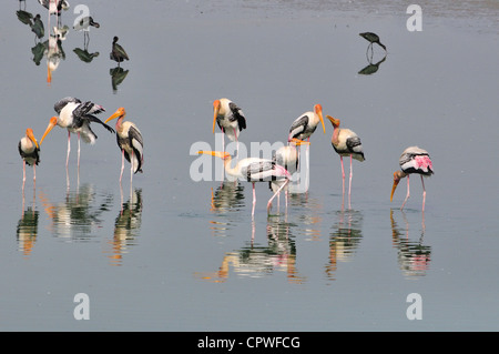 Painted Storks in Chilika Lake Stock Photo