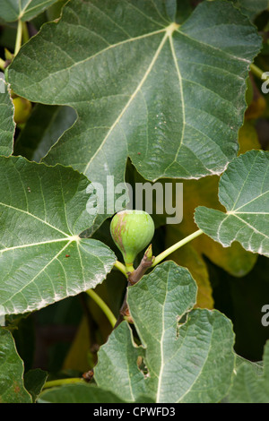 Fig tree, Ficus carica, in Val D'Orcia, Tuscany, Italy Stock Photo