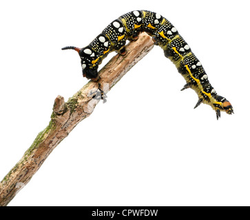 Spurge Hawk caterpillar, Hyles Euphorbiae, climbing on branch against white background Stock Photo