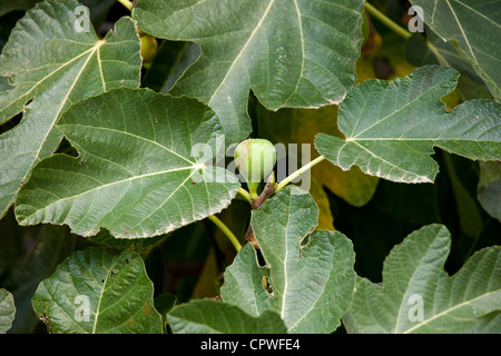 Fig tree, Ficus carica, in Val D'Orcia, Tuscany, Italy Stock Photo