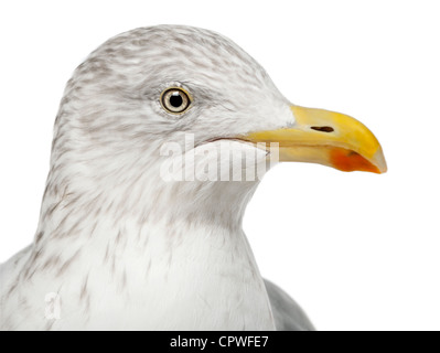 European Herring Gull, Larus argentatus, 4 years old, in winter plumage against white background Stock Photo