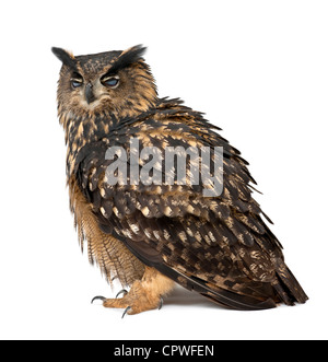 Eurasian Eagle-Owl, Bubo bubo, 15 years old, against white background