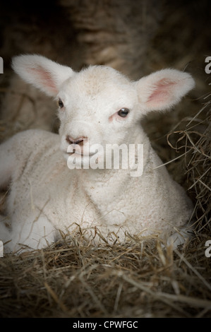 Newborn Spring Lamb Laying in Hay. Stock Photo