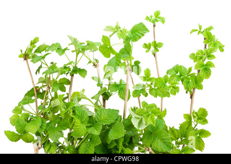 Fresh green branches of a garden raspberry. Isolated on wihite Stock Photo