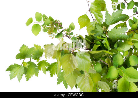 Fresh green trees and bushes springs branches. Isolated on wihite. Stock Photo