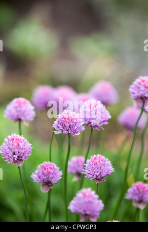 Chives growing on an allotment, England, UK Stock Photo