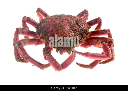 Edible marine decapod crustaceans, rounded, hairy shell and five pairs of hairy legs and long, on white background Stock Photo