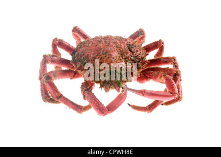 Edible marine decapod crustaceans, rounded, hairy shell and five pairs of hairy legs and long, on white background Stock Photo