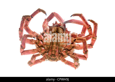 Edible marine decapod crustaceans, rounded, hairy shell and five pairs of hairy legs and long, on white background Stock Photo