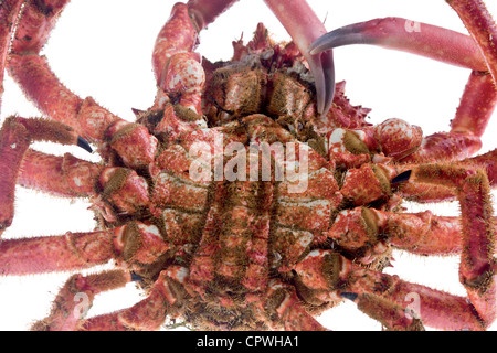 Edible marine decapod crustaceans, rounded, hairy shell and five pairs of hairy legs and long, on white background Stock Photo