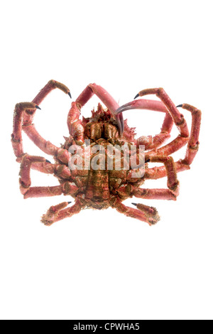 Edible marine decapod crustaceans, rounded, hairy shell and five pairs of hairy legs and long, on white background Stock Photo