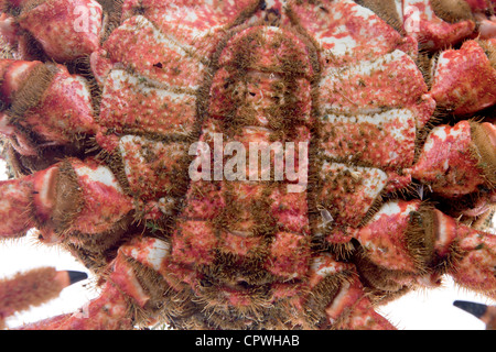 Edible marine decapod crustaceans, rounded, hairy shell and five pairs of hairy legs and long, on white background Stock Photo