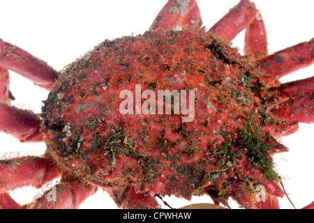 Edible marine decapod crustaceans, rounded, hairy shell and five pairs of hairy legs and long, on white background Stock Photo