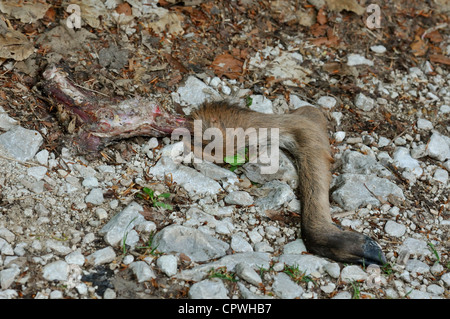 Predation by wolves on Roe Deer Capreolus capreolus, Cervidae, in the Abruzzo National Park, Italy Roberto Nistri Stock Photo