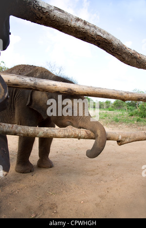 Baby Elephant stands near wood fence, sri lanka Stock Photo