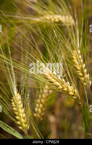 Barley plants Stock Photo