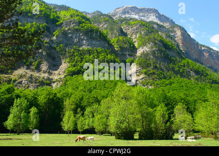 Ordesa National Park in Spring. Huesca Province. Aragon. Pyrenees Spain Stock Photo